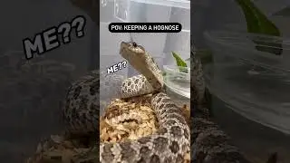 One of the joys of keeping Hognose Snakes is their sassy attitude #cute #cuteanimals #hognose #snake