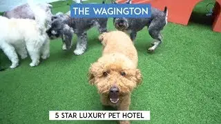 The Wagington - 5 Star Luxury Pet Hotel