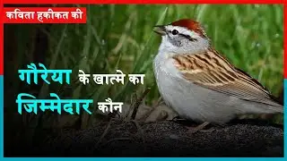 Save Sparrows to Save Our Environment : Save the innocent Sparrow Birds