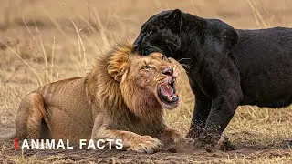 Fascinating & Interesting Black Panther Animal Facts You Didn&rsquo;t Know!