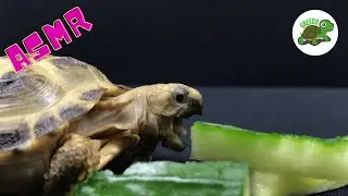 Baby Tortoise Eating Cucumber ASMR Turtle 🐢 Greedy Tortoise Animal ASMR