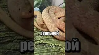 Только делает вид, что страшная