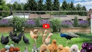 Raising chickens naturally in the mountains and living with nature