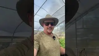 Почему мы не продаем черенки инжира...