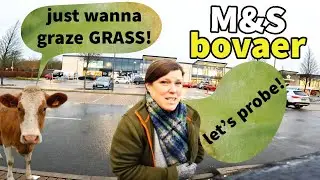 BOVAER update: MARKS & SPENCERS milk PROBE
