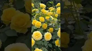 Amazing yellow rose flowers // beautiful rose 🌹 garden (11/5)