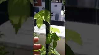 Houblon Humulus lupulus