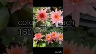 low cost water lily for sale... with flowers and buds... offer price only.. 9447431253