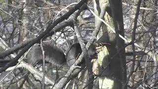 BLACK SQUIRREL ( Sciurus meridionalis) CANADA 2022