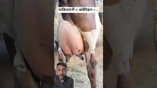 Cholistani &times; Holstein Friesian Cross Cow | Pakistani + American Super Dairy Breed