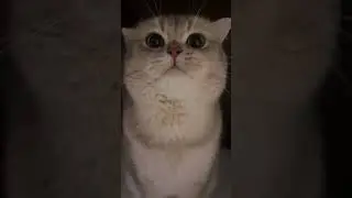 Our little Cash still sounds like a baby when educating his baby😹