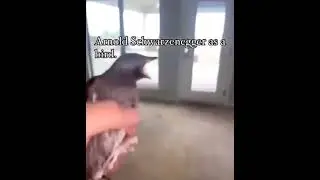 Arnold Schwarzenegger as a bird 😂😂 Original: Geek Fireink #funny #shorts #arnoldschwarzenegger