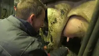 Billy apprend à traire une vache 3ème partie