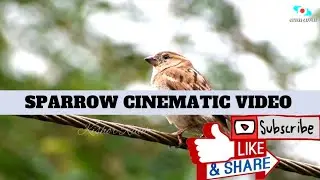 Sparrow on morning | Cinematic Video | sparrow | bird video #cinematicvideo