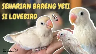 SEHARIAN BARENG YETI SI LOVEBIRD!!!