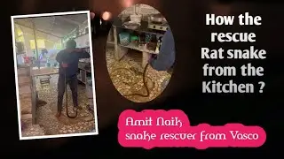 Kitchen visitor: Unexpected rat snake encounter | Amit Naik snake rescuer from Vasco Goa