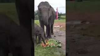 Cute Elephant Family Moments | Baby Elephant Eating with Mom 🍉🍈| #shorts #elephantvideos