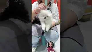 What I didn&rsquo;t plan to do turned out to be so cute #funny #rabbit