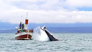 The Original Whale Watching on Traditional Oak Boats from H&uacute;sav&iacute;k, Iceland