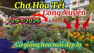 Chợ Hoa Tết Long Xuyên An Giang có nhiều giống hoa lạ mới giá rẻ-29-1-2026