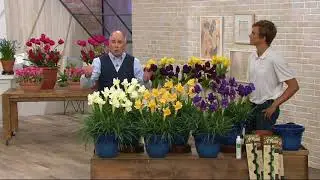 Roberta's 48-Piece Dutch Iris Mix on QVC