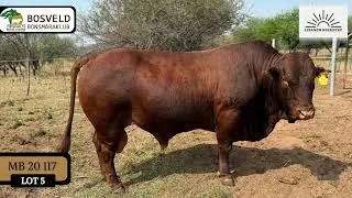 BOSVELD BONSMARAKLUB PRODUKSIEVEILING 13 Nov 2025, 11h Warmbad Veemark (Bela Bela).