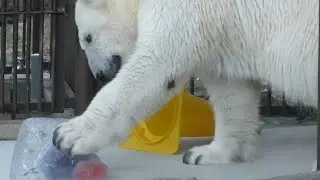 しろくまピースの氷とコーン遊び♩とべ動物園にて