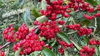 Good afternoon..
