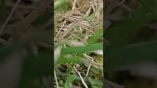 Pardosa sp. among grasses #scary #spider #arachnid