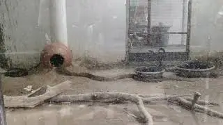 Zoo Lucknow Snake house 