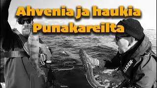 Punakareilta kalaa. Chatterbait | Jigikalastus | Jigaus