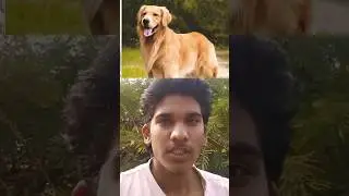 Intelligent Dog hindi story | #shorts #shortsfeed #viral