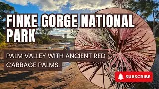Finke Gorge National Park &ndash; Palm Valley With Ancient Red Cabbage Palms.
