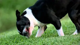 RuffBowl - Hetfield Playing Super Slow Motion.