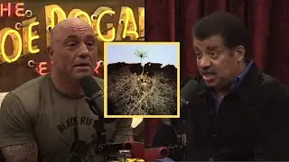 Joe Rogan & Neil Degrasse Tyson: What Humans & Mushrooms Have in Common (2022)