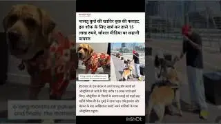 😲🐕 AK Dog ke liye 15 Lakh ka Ticket Book!Haan, aapne bilkul sahi suna#trading#foryou#best#viralvideo