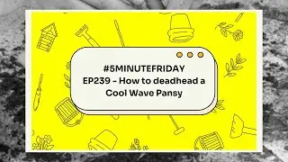 EP239 - How to deadhead a Cool wave pansy  #5minutefriday