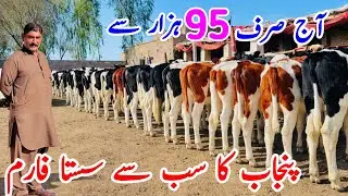 محمد بچھڑی فارم 🐄 | Imported HF & Jersey Full Ready Heifers for Sale | Punjab Pakistan | 2026