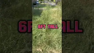 We Tried Cutting 6ft Tall Weeds! #asmr #trashtotreasure #satisfying