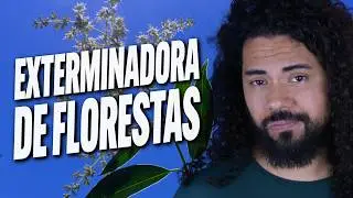pra você plantar no seu jardim! - Guia da Floresta