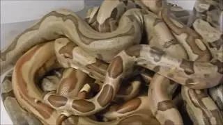 The Super Hypo Super Jungle Litter   Part 1
