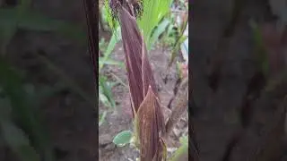 Musa bat mkaiko biyu ksari jogaune 