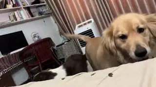 Two dogs spin their heads in sync in Jiangxi, China