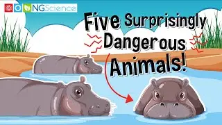 Five Surprisingly Dangerous Animals!