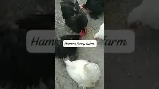 fancy chicken farm #explore #illusion #music #viral #bird