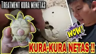 TELUR KURA KURA MENETAS l TORTOISE EGGS HATCH