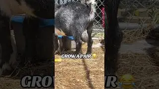 😂🐐#goats #goatsofinstagram #farmlife #farm