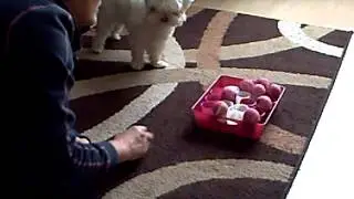 Bella en het eihouder ballenspel