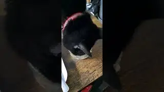 Feeding issues and my new friend Scruff