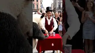 Panda Joins Street Magician&rsquo;s Trick and Ruins the Show | Funny Panda Mishap | Nebula Shots
